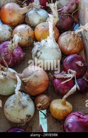 diversi tipi di cipolle sul mercato degli agricoltori Foto Stock