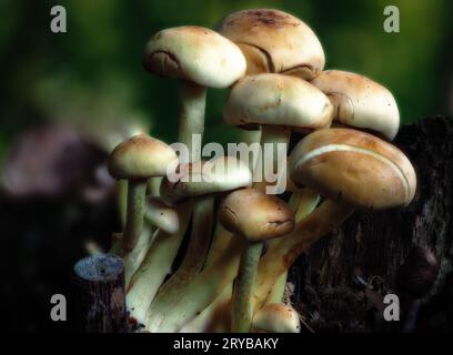 Gruppo di funghi su un tronco marcio Foto Stock