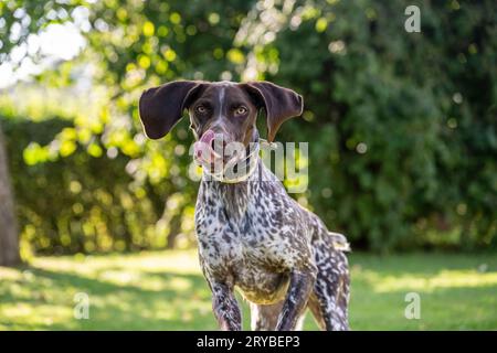 Puntatore corto tedesco - Deutsch Kurzhaar Foto Stock