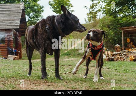 Due cani di diverse razze, con imbracatura per animali domestici, in piedi in cortile e guardarsi l'un l'altro. American Staffordshire Terrier con stelle in pelliccia marrone e bianca Foto Stock