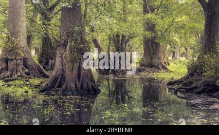 Area paludosa nel Parco dei cervi di Jægersborg, Danimarca Foto Stock