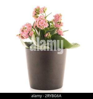 Kalanchoe Calandiva fiori in vaso di fiori su sfondo bianco Foto Stock