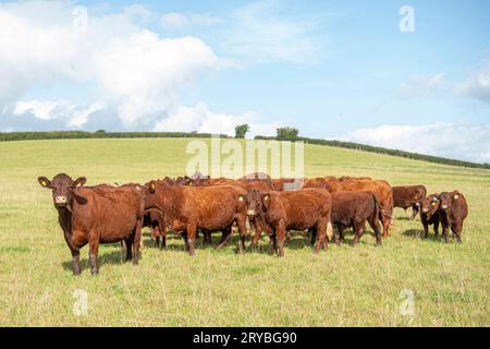 Mandria di vacche nutrici di Ruby Devon al pascolo Foto Stock