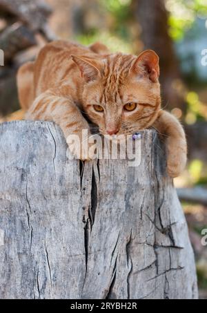 Un gatto zenzero siede su un ceppo di alberi Foto Stock