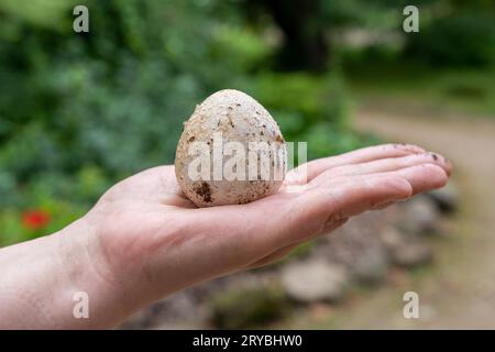 Mano che tiene l'uovo di stinkhorn comune (Phallus impudicus) Foto Stock