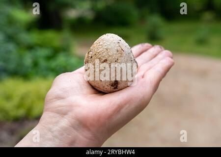 Mano che tiene l'uovo di stinkhorn comune (Phallus impudicus) Foto Stock