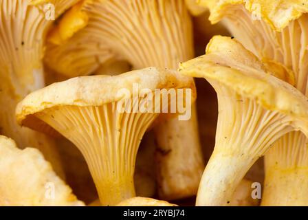 Primo piano di lampadari dorati appena raccolti in estate. Foto Stock