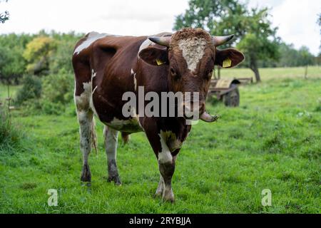 Toro Red Holstein all'aperto presso la fattoria Foto Stock