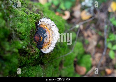 Conk con cintura rossa (Fomitopsis pinicola) con gocce di rugiada Foto Stock