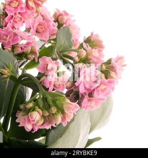 Kalanchoe Calandiva fiori su sfondo bianco Foto Stock