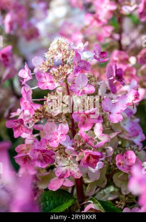 Un gruppo di fiori rosa e bianchi su un arbusto di Hydrangea Foto Stock