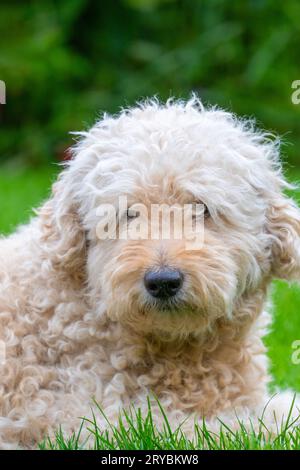 Carino e molto peloso, cane Labradoodle di colore beige, sdraiato su un prato d'erba e guardando verso la parte anteriore Foto Stock