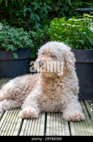 Carino e molto peloso, cane Labradoodle di colore beige, sdraiato su un ponte di legno accanto ad alcune grandi aiuole Foto Stock