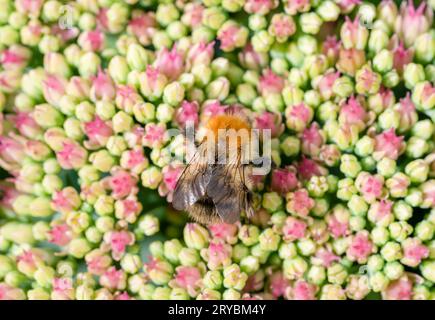 Un'ape Carder che pollina un fiore di pianta di ghiaccio rosa (Hylotelephium spectabile) Foto Stock