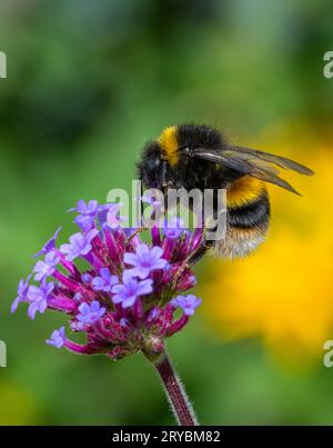 Un Bumblebee dalla coda bianca (Bombus lucorum), che impollina e si nutre di un fiore di Verbena Foto Stock