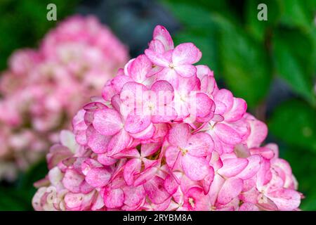 Una splendida varietà di ortensie rosa conosciuta come ortensia alla fragola Foto Stock