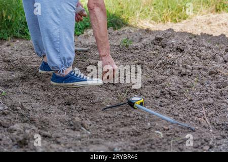 Un primo piano di mani femminili che seminano semi di spinaci in terreni coltivati con solchi. Accanto a lei è presente un metro a nastro per la distanza interfilare. Concetto agricolo Foto Stock