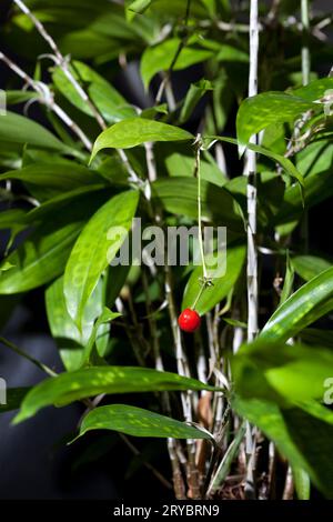 Pianta di bambù di Dracaena Surculosa con bacca rossa. Foto Stock