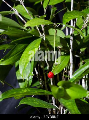 Pianta di bambù giapponese Dracaena Surculosa con foglie verdi variegate e piccola bacca rossa. Foto Stock