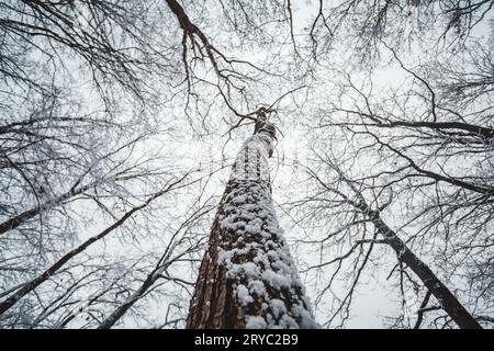 Corona (rami) di alberi innevata e ghiacciata in inverno - foto grandangolare. Vista dal fondo degli alberi ghiacciati nella foresta - foto ravvicinata di un trun innevato Foto Stock