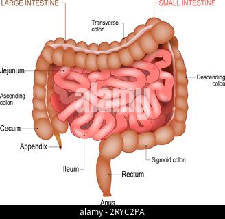 Anatomia dell'intestino tenue e dell'intestino crasso. Diagramma medico. Parte di un tratto gastrointestinale umano. Apparato digerente. Illustrazioni vettoriali realistiche Illustrazione Vettoriale