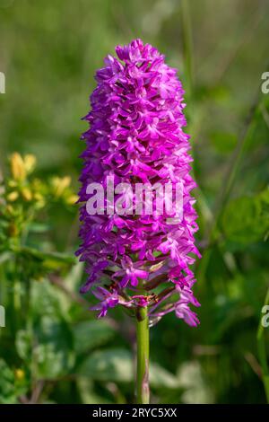 Orchide (Anacamptis pyramidalis) Foto Stock