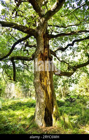 Vecchio albero di quercia (Quercus) con tronco spaccato, Baviera, Germania, Europa Foto Stock