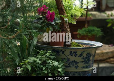 diverse piante tropicali in una vecchia serra Foto Stock