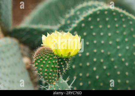 young prickly pear cactus leaves with yellow flower Foto Stock