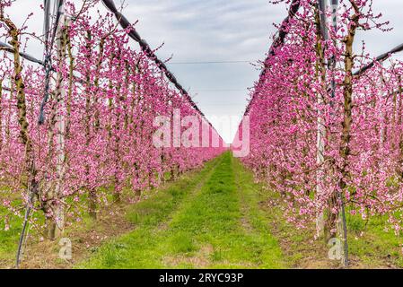 Geometrie di frutteti in fiore Foto Stock