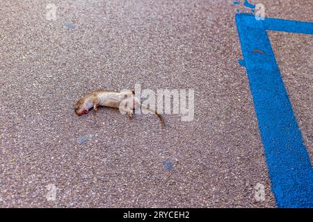 Cadavere di topi morto Foto Stock