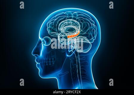 Vista laterale a raggi X o del profilo dell'illustrazione di rendering 3D dell'ippocampo con contorni del corpo maschile. Anatomia del cervello umano, medicina, biologia, scienza, neu Foto Stock