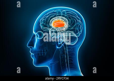 Vista laterale a raggi X o di profilo dell'illustrazione di rendering 3D putamen con contorni del corpo maschile. Anatomia del cervello umano, medicina, biologia, scienza, neurosc Foto Stock