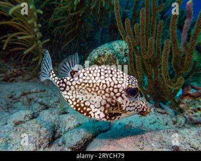 Lactophrys triqueter noto anche come smooth trunkfish, è una specie di boxfish Foto Stock