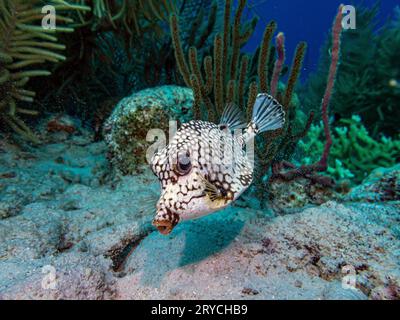 Lactophrys triqueter noto anche come smooth trunkfish, è una specie di boxfish Foto Stock