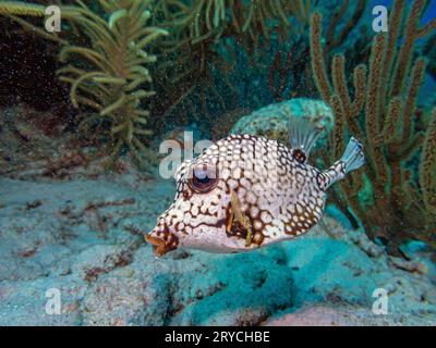 Lactophrys triqueter noto anche come smooth trunkfish, è una specie di boxfish Foto Stock