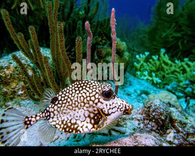 Lactophrys triqueter noto anche come smooth trunkfish, è una specie di boxfish Foto Stock