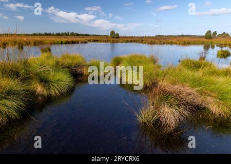 Grumi di erba fischiante su uno stagno di palude Foto Stock