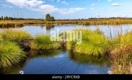 Grumi di erba fischiante su uno stagno di palude Foto Stock