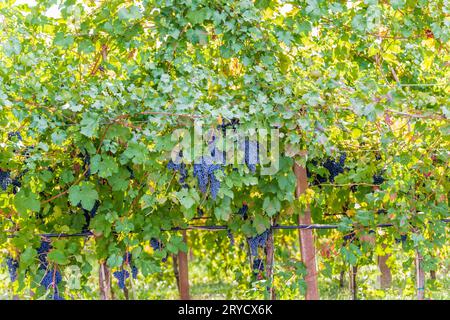 Viti di uva nera Foto Stock