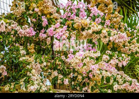 Il Bougainvillea glabra Foto Stock