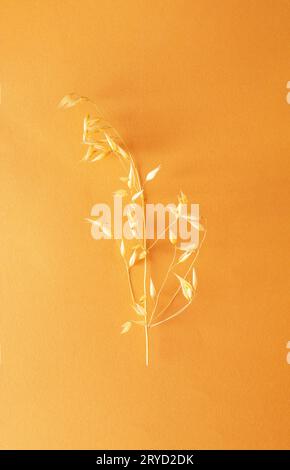 Asciugare l'avena sullo stelo su sfondo arancione. Spianatura piatta. Foto Stock