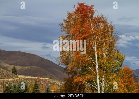 Gli audaci colori autunnali dell'arancio e del giallo Quaking Aspens (Populus tremuloides) di Sun Valley, Idaho, USA, sono popolari tra i turisti che sbirciano le foglie. Foto Stock