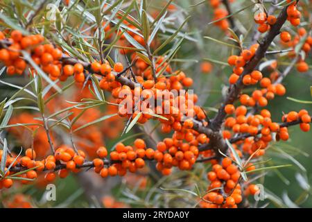 Ravvicinato ramo di Ippofae d'autunno maturo all'arancia Foto Stock