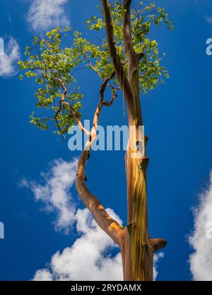 Modelli di tronchi e rami d'albero con la corteccia colorata di alberi di eucalitpus arcobaleno nell'arboreto di Keahua a a Kauai Foto Stock