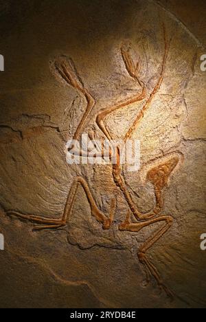 Close up pietrificati resti fossili di Archaeopteryx Foto Stock