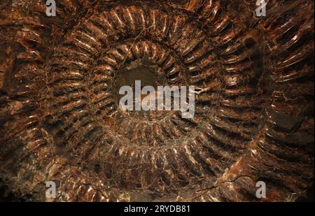 Estinte pietrificato ammonita di conchiglie fossili resta Foto Stock