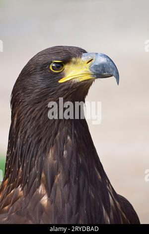Close up ritratto di profilo di golden eagle su grigio Foto Stock