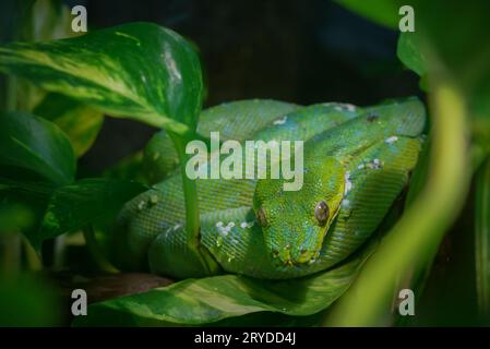 Green Tree python Foto Stock