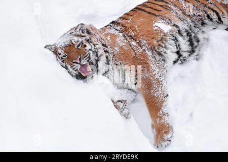 Tigre Siberiana la riproduzione in bianco neve invernale Foto Stock